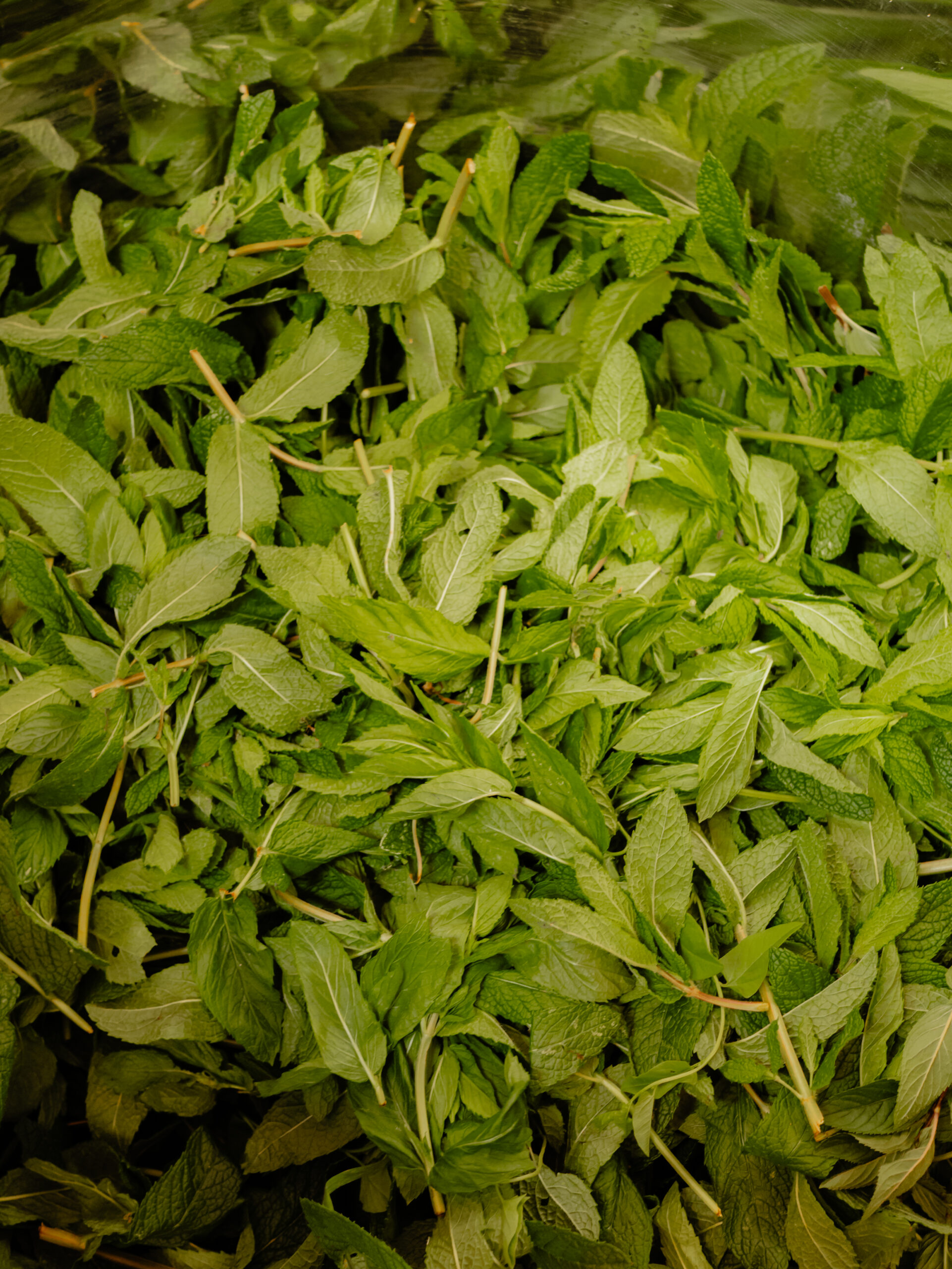 Maralpa - Menthe « Douceur » 2025 – Image 3